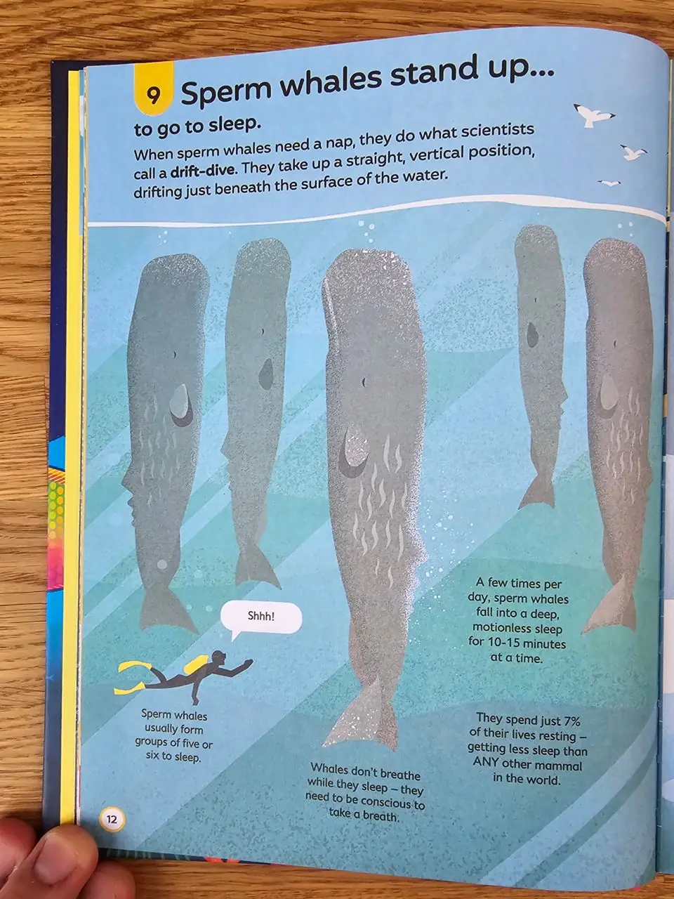 Изображение 4 из 8 к публикации «100 Things To Know About Oceans (Рубрика Kids)»